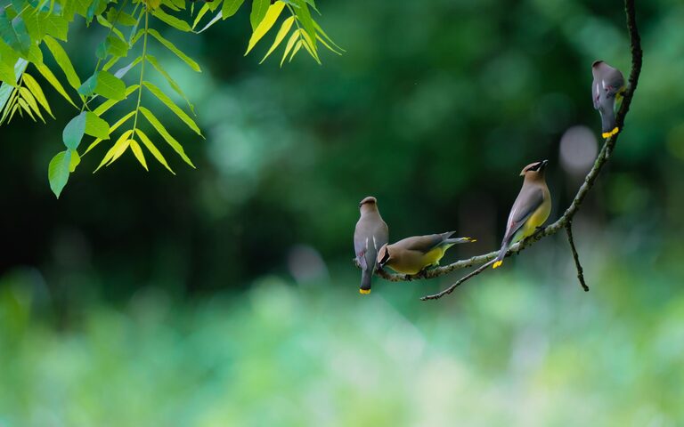 Beginner Tips for Enjoying Backyard Birdwatching